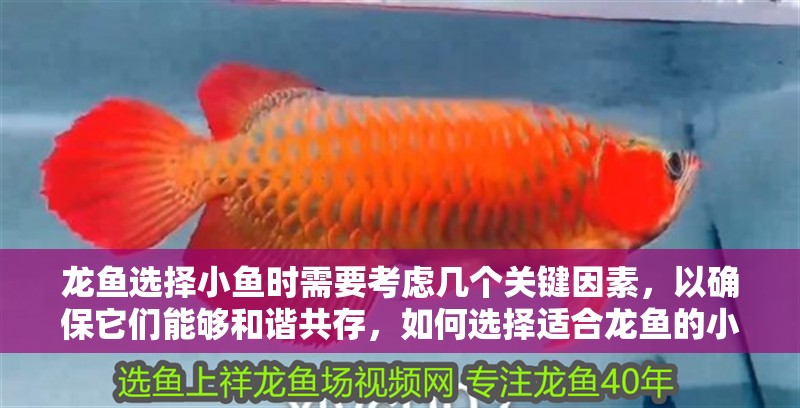 龍魚選擇小魚時需要考慮幾個關鍵因素，以確保它們能夠和諧共存，如何選擇適合龍魚的小魚品種？