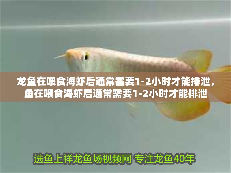 龍魚在喂食海蝦后通常需要1-2小時才能排泄，魚在喂食海蝦后通常需要1-2小時才能排泄