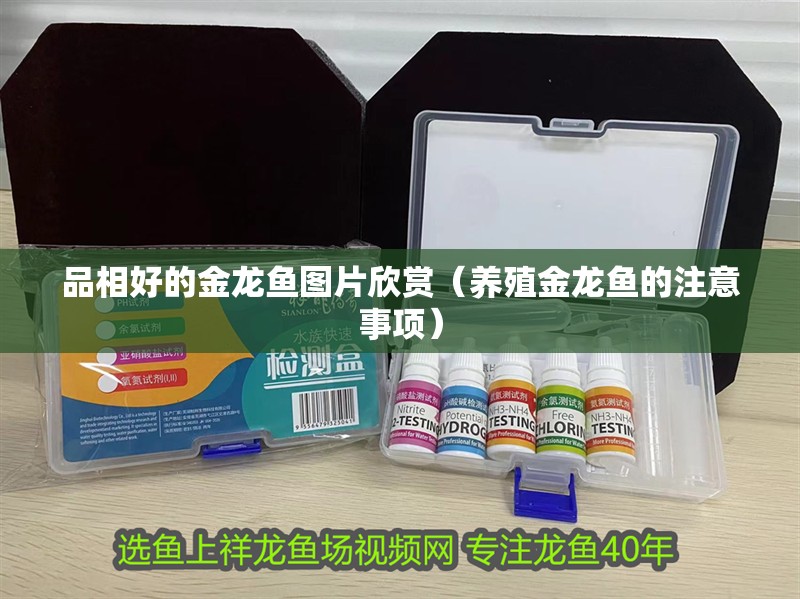 品相好的金龍魚圖片欣賞（養殖金龍魚的注意事項）