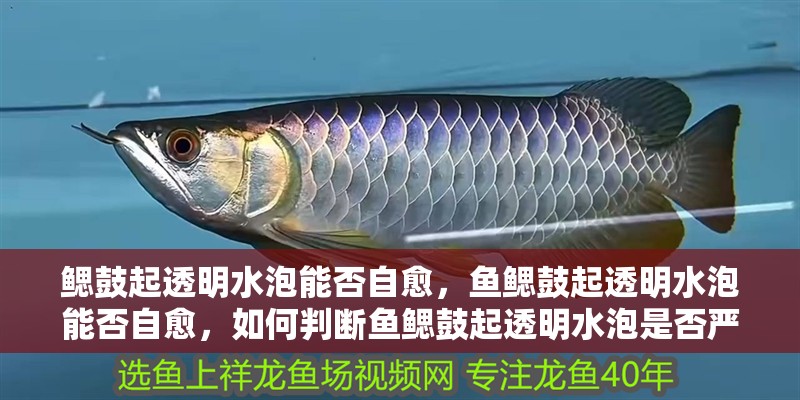 鰓鼓起透明水泡能否自愈，魚(yú)鰓鼓起透明水泡能否自愈，如何判斷魚(yú)鰓鼓起透明水泡是否嚴(yán)重？