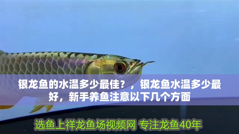 銀龍魚的水溫多少最佳？，銀龍魚水溫多少最好，新手養魚注意以下幾個方面