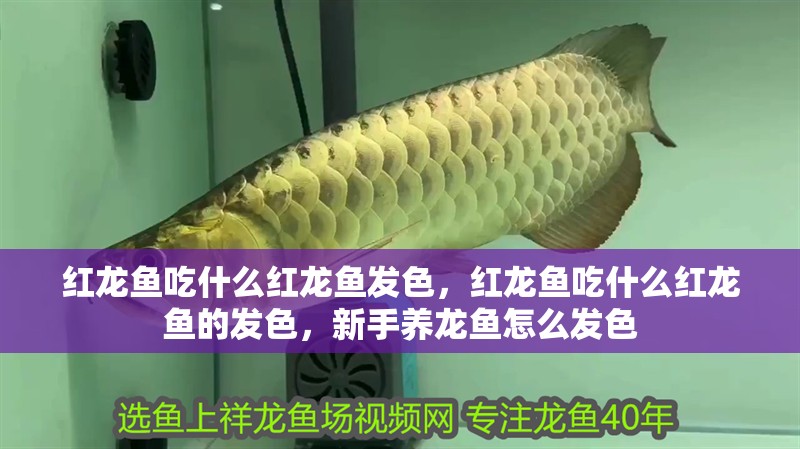 紅龍魚吃什么紅龍魚發(fā)色，紅龍魚吃什么紅龍魚的發(fā)色，新手養(yǎng)龍魚怎么發(fā)色