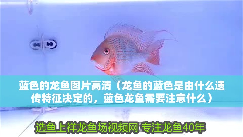 藍色的龍魚圖片高清（龍魚的藍色是由什么遺傳特征決定的，藍色龍魚需要注意什么）
