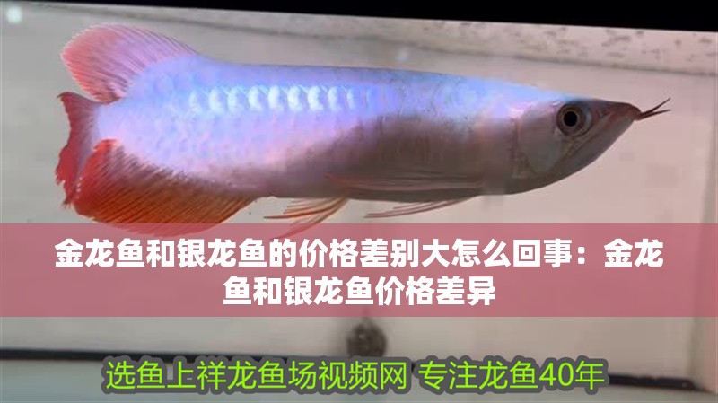 金龍魚和銀龍魚的價格差別大怎么回事：金龍魚和銀龍魚價格差異