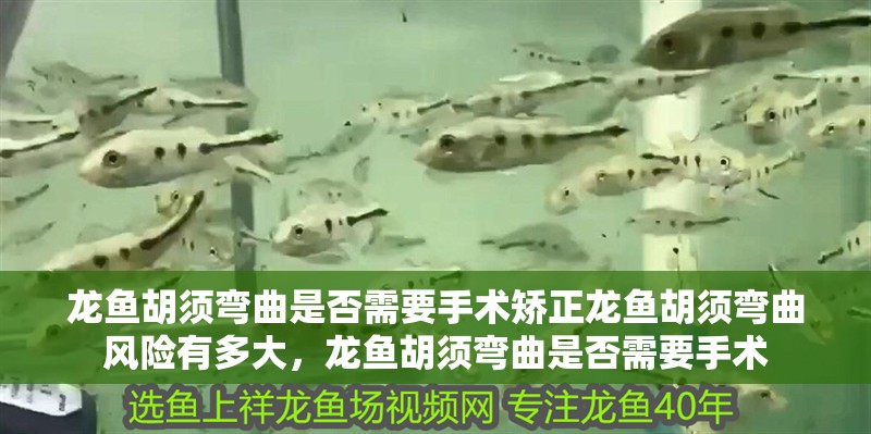 龍魚胡須彎曲是否需要手術矯正龍魚胡須彎曲風險有多大，龍魚胡須彎曲是否需要手術
