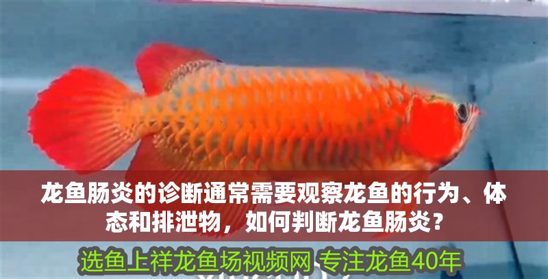 龍魚腸炎的診斷通常需要觀察龍魚的行為、體態和排泄物，如何判斷龍魚腸炎？
