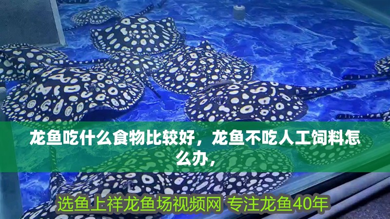 龍魚吃什么食物比較好，龍魚不吃人工飼料怎么辦，
