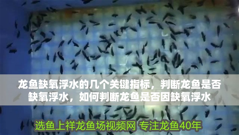 龍魚缺氧浮水的幾個關鍵指標，判斷龍魚是否缺氧浮水，如何判斷龍魚是否因缺氧浮水