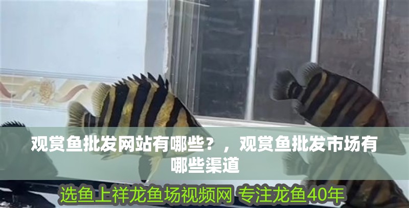 觀賞魚批發網站有哪些？，觀賞魚批發市場有哪些渠道