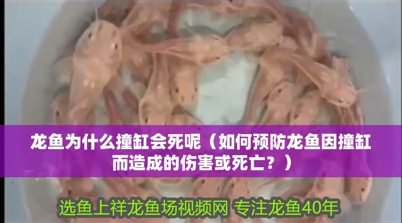 龍魚為什么撞缸會死呢（如何預防龍魚因撞缸而造成的傷害或死亡？）