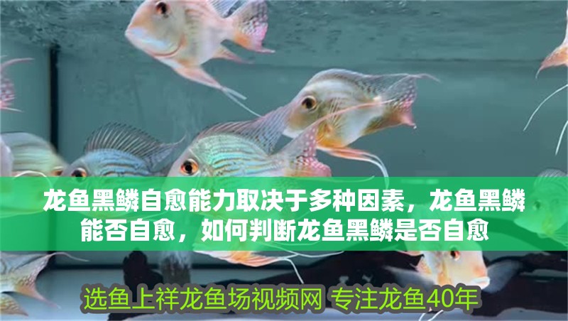 龍魚黑鱗自愈能力取決于多種因素，龍魚黑鱗能否自愈，如何判斷龍魚黑鱗是否自愈