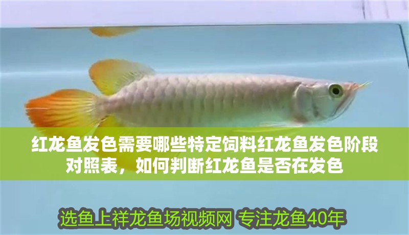 紅龍魚發色需要哪些特定飼料紅龍魚發色階段對照表，如何判斷紅龍魚是否在發色