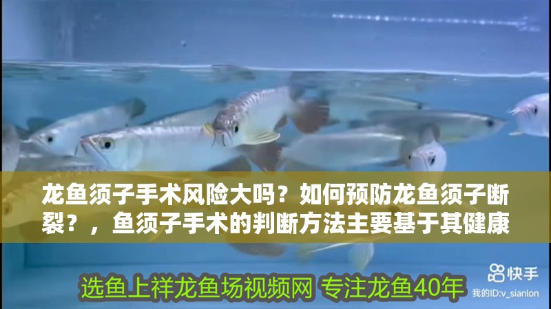龍魚須子手術風險大嗎？如何預防龍魚須子斷裂？，魚須子手術的判斷方法主要基于其健康狀況和生長環境