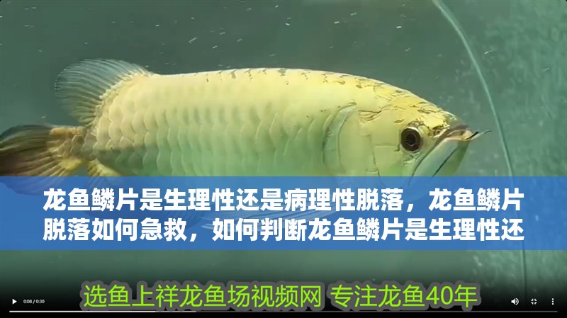 龍魚鱗片是生理性還是病理性脫落，龍魚鱗片脫落如何急救，如何判斷龍魚鱗片是生理性還是病理性脫落