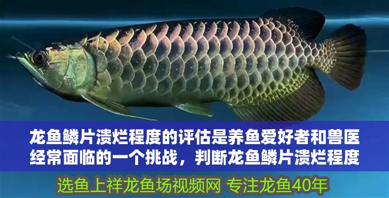 龍魚鱗片潰爛程度的評估是養魚愛好者和獸醫經常面臨的一個挑戰，判斷龍魚鱗片潰爛程度的評估是養魚愛好者和獸醫經常面臨的一個挑戰