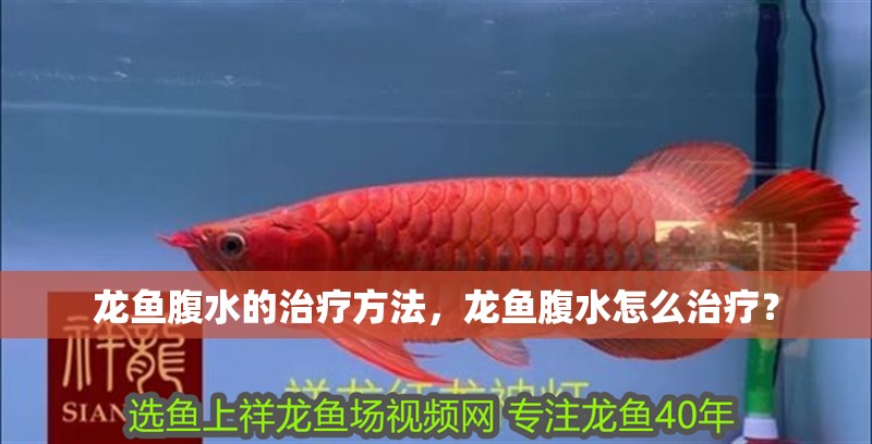 龍魚腹水的治療方法，龍魚腹水怎么治療？