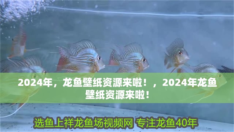 2024年，龍魚壁紙資源來啦！，2024年龍魚壁紙資源來啦！