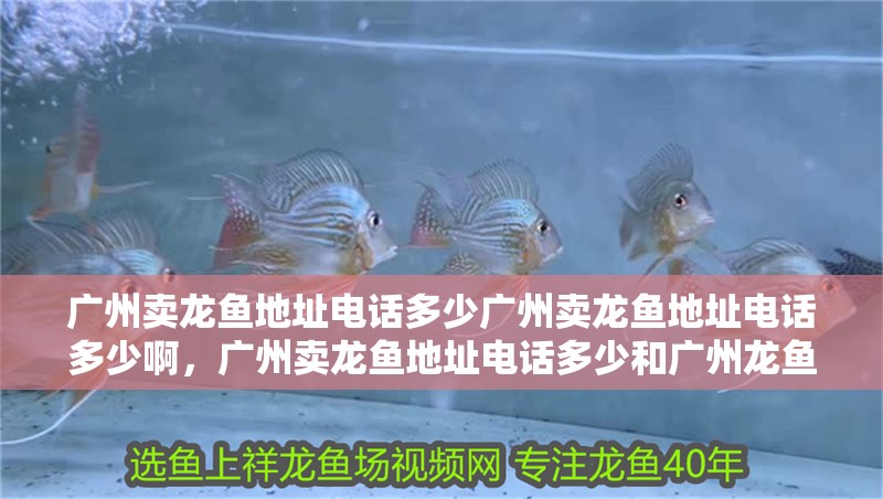 廣州賣龍魚地址電話多少?gòu)V州賣龍魚地址電話多少啊，廣州賣龍魚地址電話多少和廣州龍魚市場(chǎng)的介紹到此就結(jié)束了