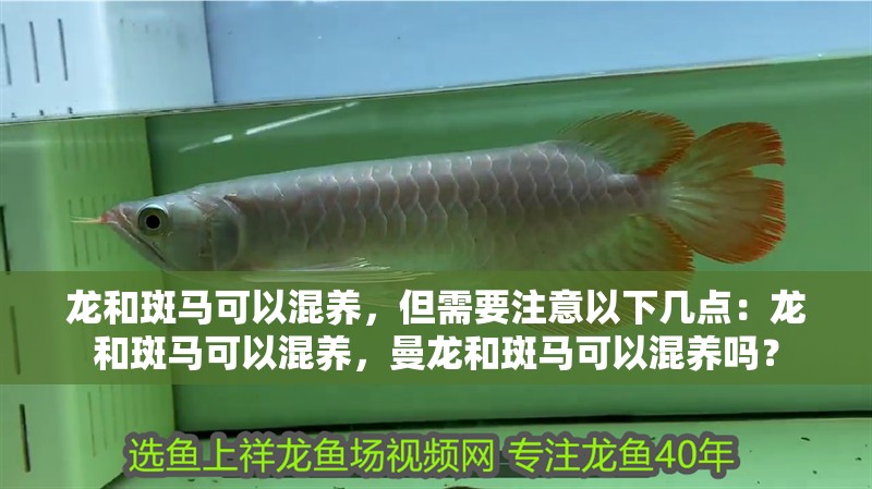 龍和斑馬可以混養(yǎng)，但需要注意以下幾點：龍和斑馬可以混養(yǎng)，曼龍和斑馬可以混養(yǎng)嗎？