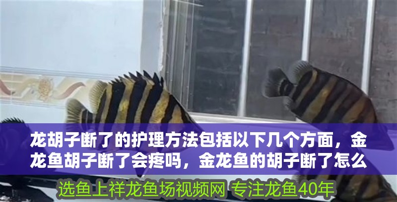 龍胡子斷了的護理方法包括以下幾個方面，金龍魚胡子斷了會疼嗎，金龍魚的胡子斷了怎么辦