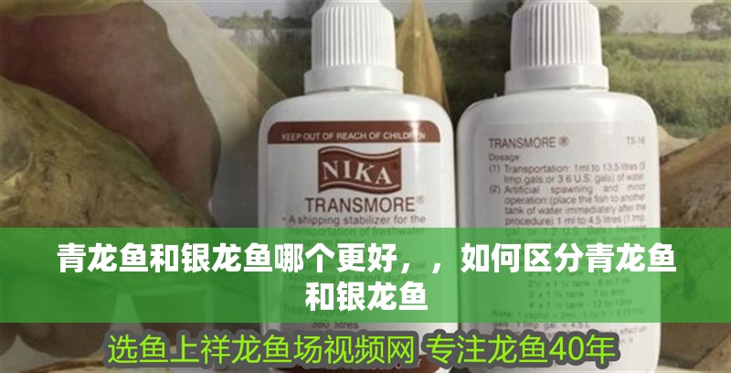 青龍魚和銀龍魚哪個更好，，如何區(qū)分青龍魚和銀龍魚