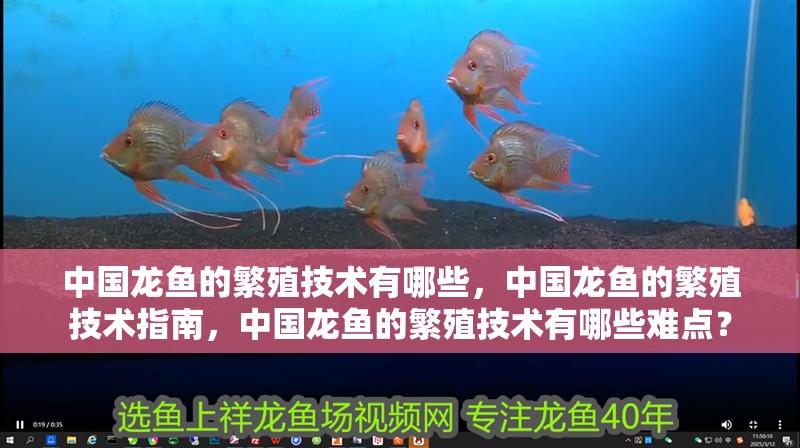 中國(guó)龍魚的繁殖技術(shù)有哪些，中國(guó)龍魚的繁殖技術(shù)指南，中國(guó)龍魚的繁殖技術(shù)有哪些難點(diǎn)？