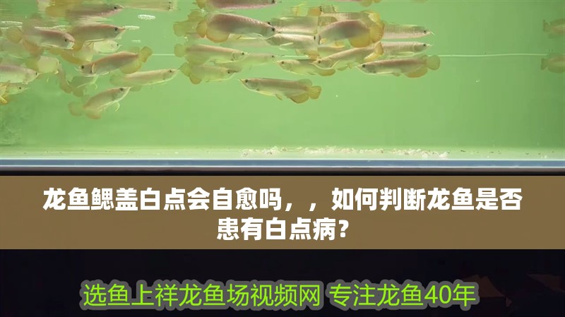 龍魚鰓蓋白點會自愈嗎，，如何判斷龍魚是否患有白點病？