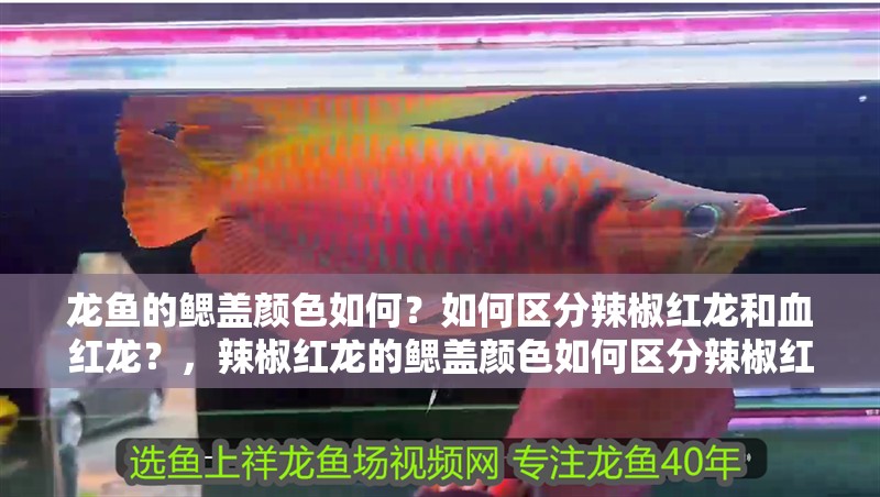 龍魚的鰓蓋顏色如何？如何區(qū)分辣椒紅龍和血紅龍？，辣椒紅龍的鰓蓋顏色如何區(qū)分辣椒紅龍和血紅龍的飼養(yǎng)技巧