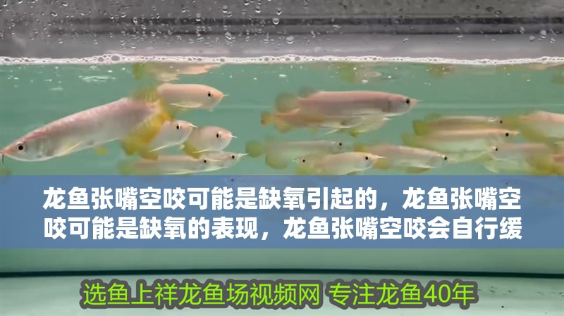 龍魚張嘴空咬可能是缺氧引起的，龍魚張嘴空咬可能是缺氧的表現，龍魚張嘴空咬會自行緩解嗎