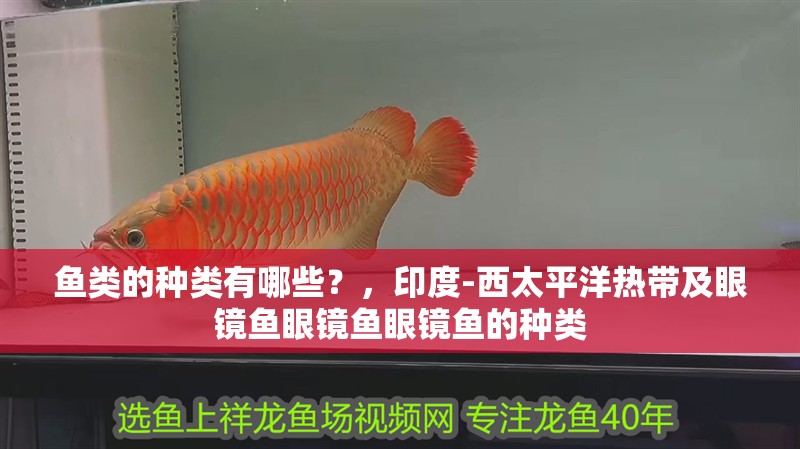 魚類的種類有哪些？，印度-西太平洋熱帶及眼鏡魚眼鏡魚眼鏡魚的種類