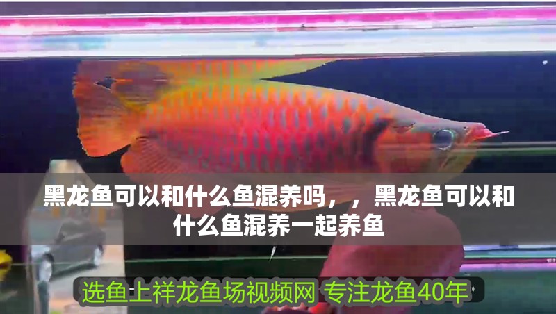 黑龍魚可以和什么魚混養(yǎng)嗎，，黑龍魚可以和什么魚混養(yǎng)一起養(yǎng)魚