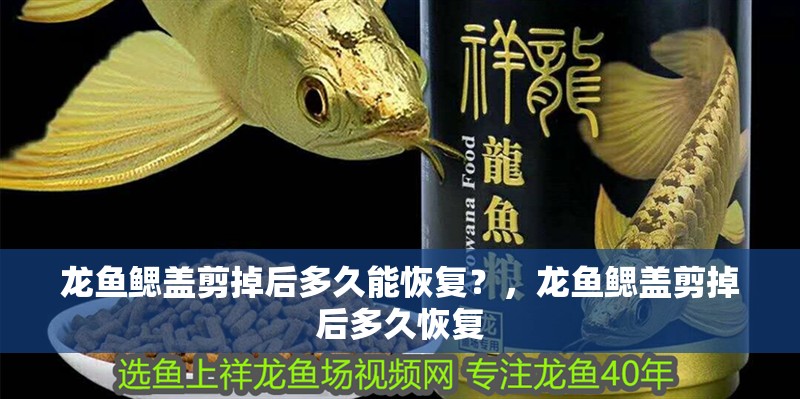 龍魚鰓蓋剪掉后多久能恢復？，龍魚鰓蓋剪掉后多久恢復