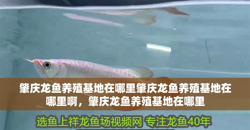 肇慶龍魚養殖基地在哪里肇慶龍魚養殖基地在哪里啊，肇慶龍魚養殖基地在哪里