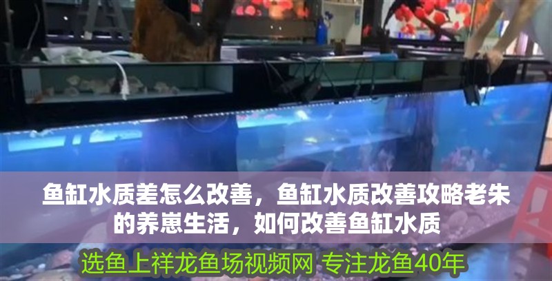 魚缸水質差怎么改善，魚缸水質改善攻略老朱的養崽生活，如何改善魚缸水質