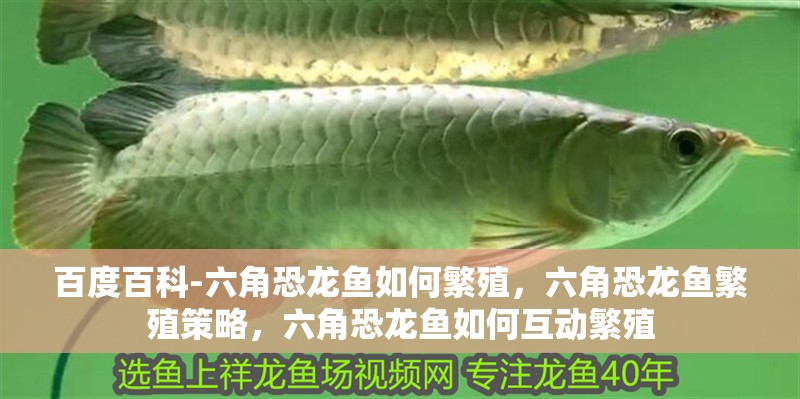 百度百科-六角恐龍魚如何繁殖，六角恐龍魚繁殖策略，六角恐龍魚如何互動(dòng)繁殖