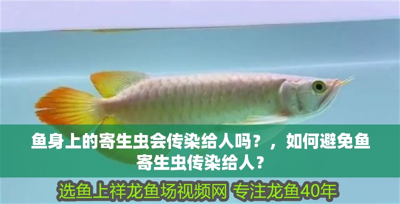魚身上的寄生蟲會傳染給人嗎？，如何避免魚寄生蟲傳染給人？