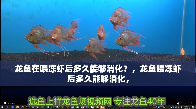 龍魚在喂凍蝦后多久能夠消化？，龍魚喂凍蝦后多久能夠消化，