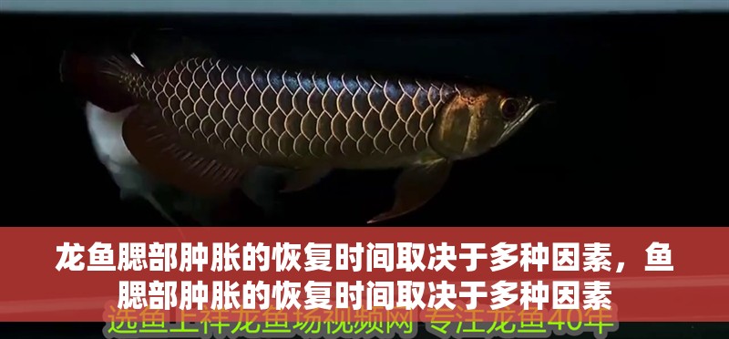 龍魚腮部腫脹的恢復時間取決于多種因素，魚腮部腫脹的恢復時間取決于多種因素