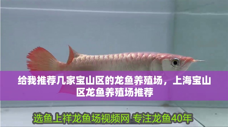 給我推薦幾家寶山區的龍魚養殖場，上海寶山區龍魚養殖場推薦