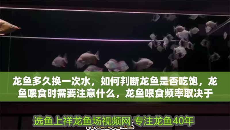 龍魚多久換一次水，如何判斷龍魚是否吃飽，龍魚喂食時需要注意什么，龍魚喂食頻率取決于多種因素，