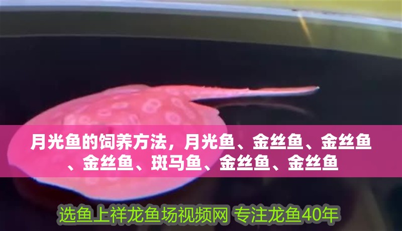 月光魚的飼養(yǎng)方法，月光魚、金絲魚、金絲魚、金絲魚、斑馬魚、金絲魚、金絲魚
