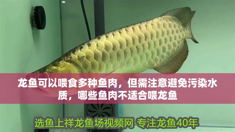 龍魚可以喂食多種魚肉，但需注意避免污染水質，哪些魚肉不適合喂龍魚