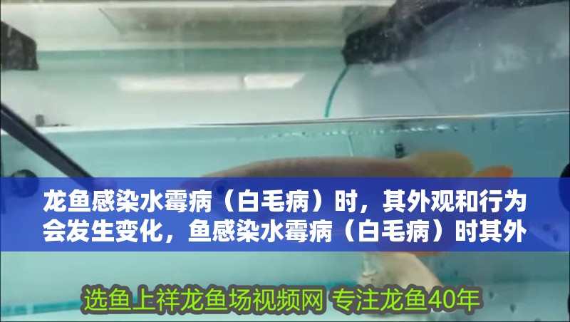 龍魚感染水霉病（白毛病）時，其外觀和行為會發生變化，魚感染水霉病（白毛病）時其外觀和行為會發生變化