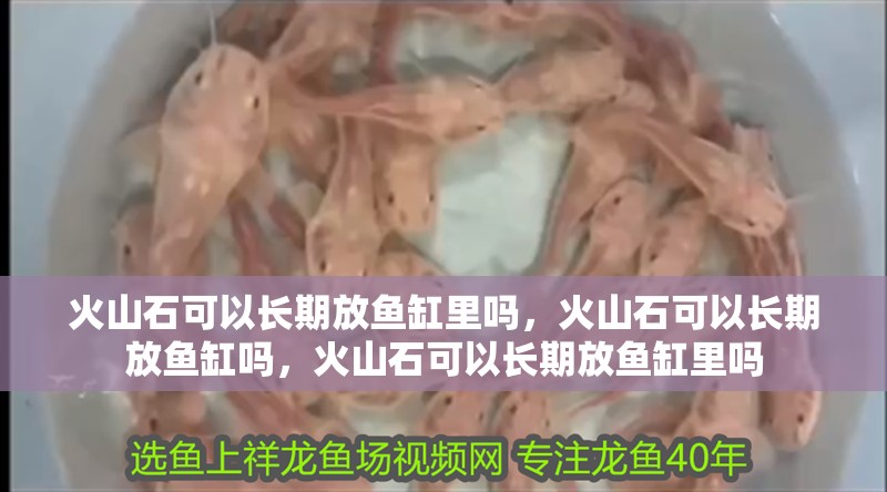火山石可以長(zhǎng)期放魚(yú)缸里嗎，火山石可以長(zhǎng)期放魚(yú)缸嗎，火山石可以長(zhǎng)期放魚(yú)缸里嗎