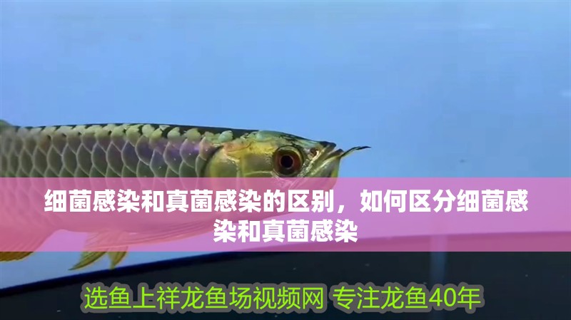 細菌感染和真菌感染的區別，如何區分細菌感染和真菌感染