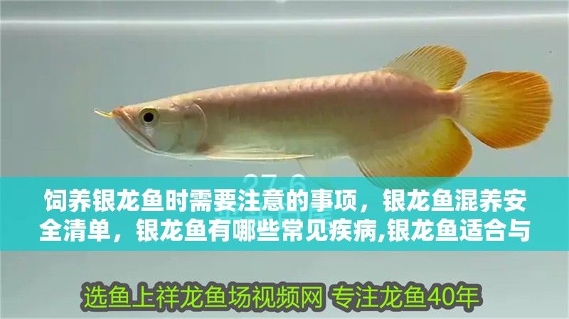 飼養銀龍魚時需要注意的事項，銀龍魚混養安全清單，銀龍魚有哪些常見疾病,銀龍魚適合與哪些魚類混養？