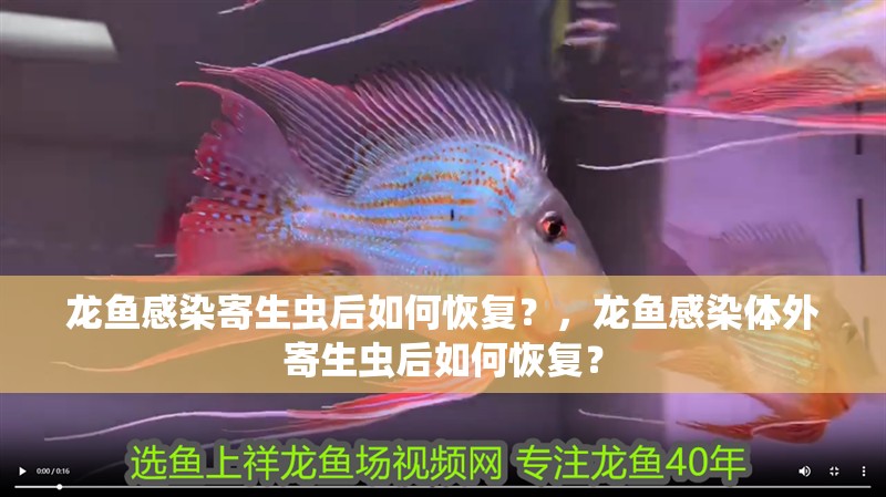 龍魚感染寄生蟲后如何恢復(fù)？，龍魚感染體外寄生蟲后如何恢復(fù)？