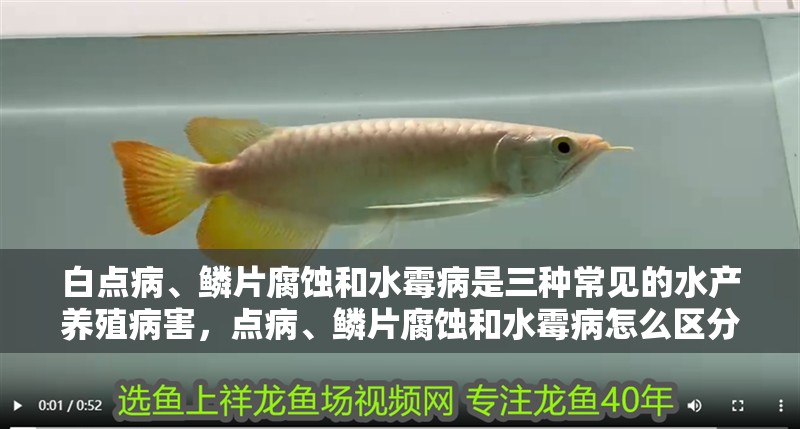 白點病、鱗片腐蝕和水霉病是三種常見的水產養殖病害，點病、鱗片腐蝕和水霉病怎么區分