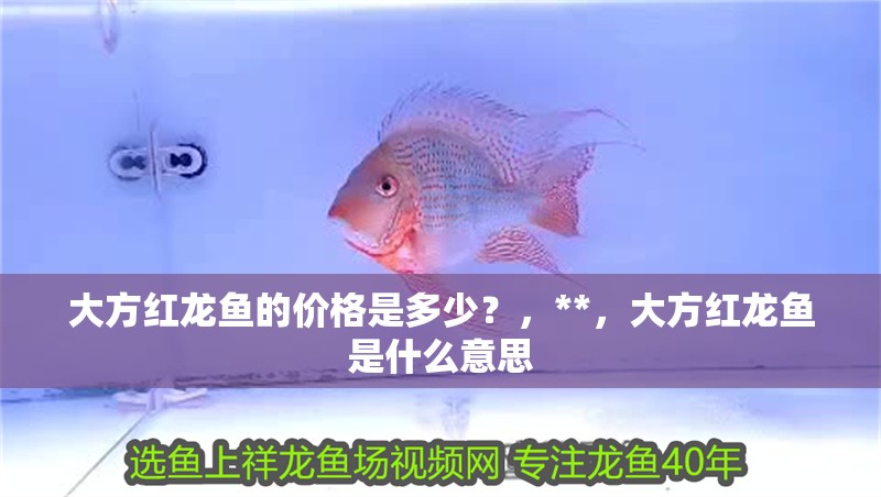 大方紅龍魚的價格是多少？，**，大方紅龍魚是什么意思