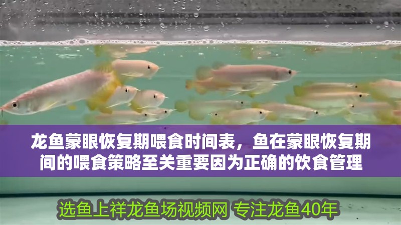 龍魚蒙眼恢復期喂食時間表，魚在蒙眼恢復期間的喂食策略至關重要因為正確的飲食管理